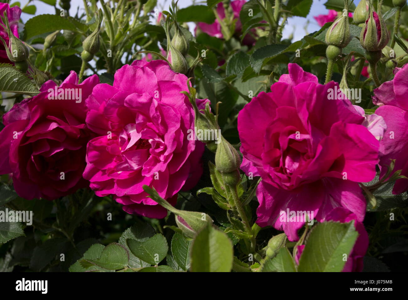 Rosa selvatica Edric rosa inglese viola fiore rosa Foto Stock