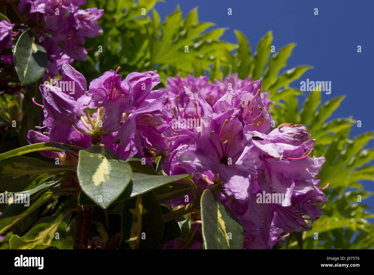 Rhododendron Molton Gold Deep fiore rosa Foto Stock