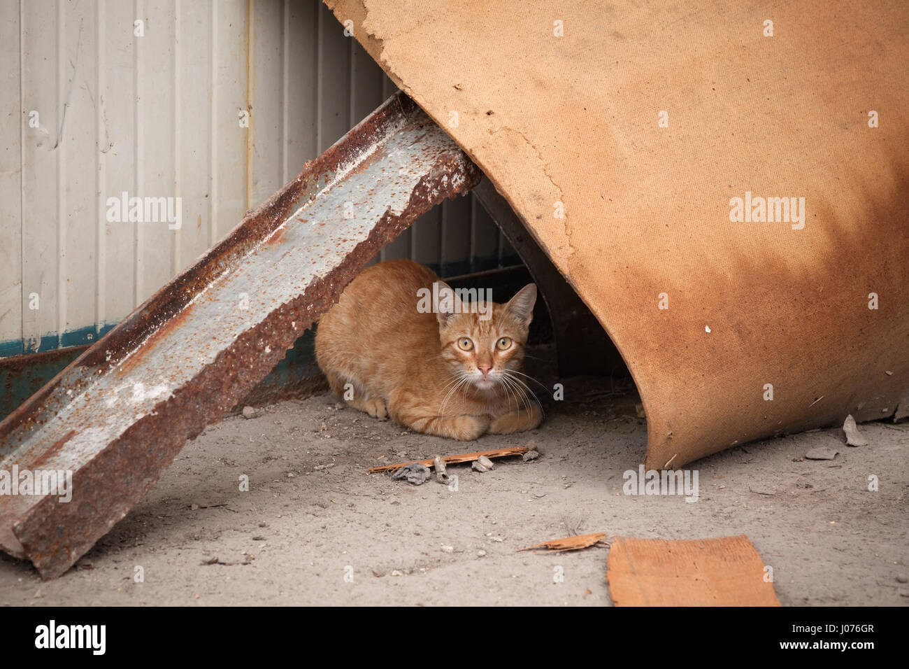 Un gatto felis catus nascondere sotto i detriti lungo una strada nella Vecchia Havana, Cuba. Foto Stock