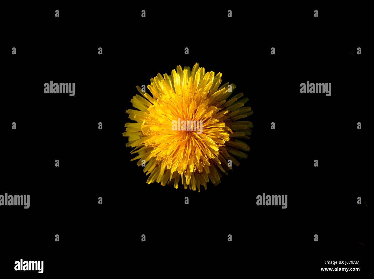 Tarassaco fiore su sfondo nero macro Foto Stock