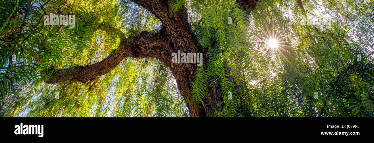 Guardando verso l'alto un albero su Ynez Pl in Coronado, California. Foto Stock
