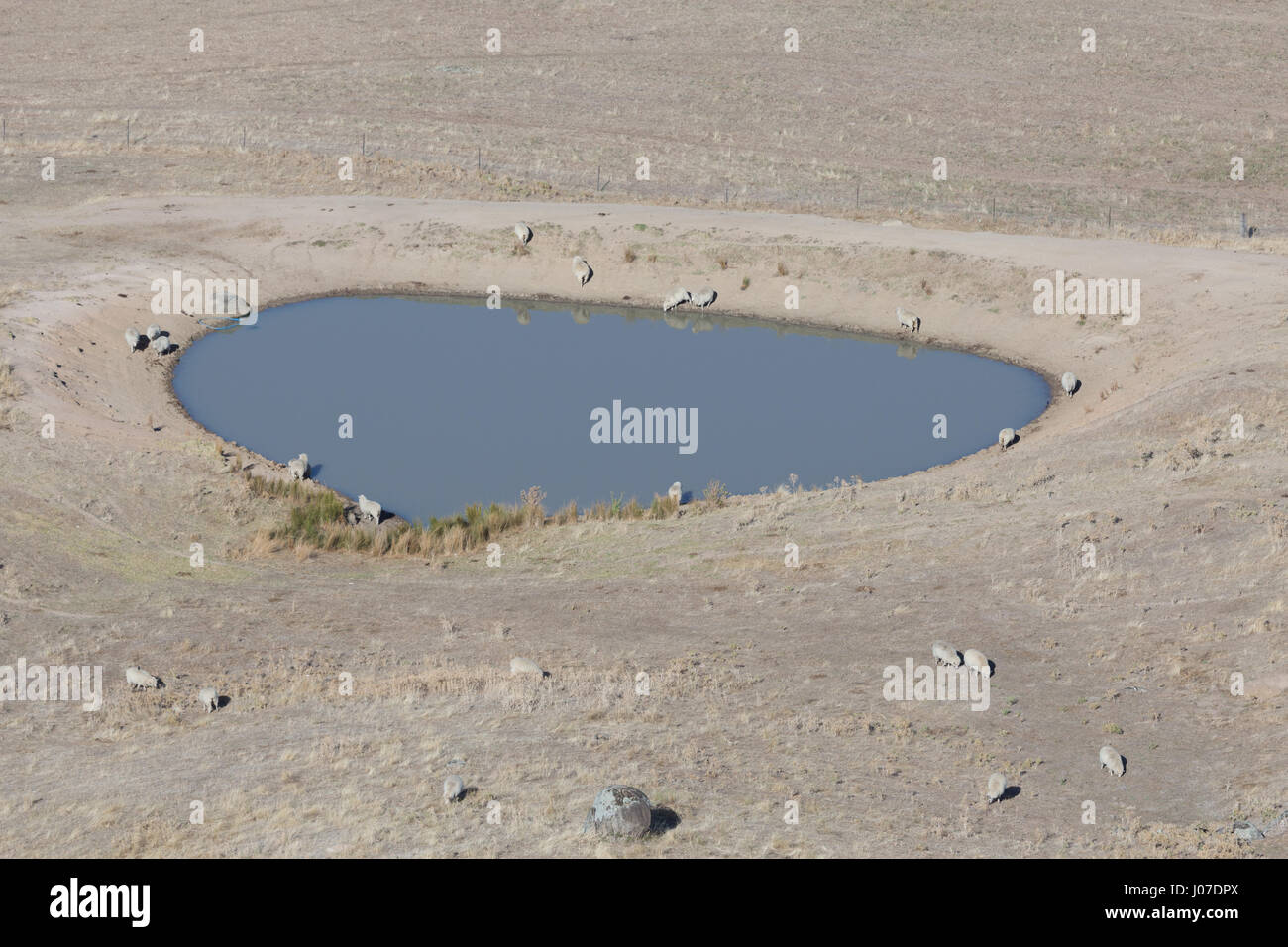 Una fotografia di alcune pecore su una diga su una fattoria in Central West NSW, Australia. Foto Stock