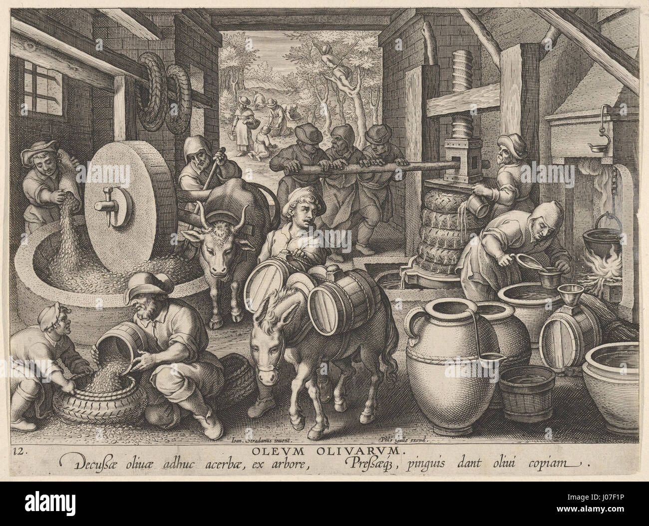 «Herstellungsprozess von Olivenöl im 17. Jahrhundert' (processo di produzione dell'olio d'oliva nel XVII secolo) è un'illustrazione che raffigura i metodi tradizionali di produzione dell'olio d'oliva durante gli anni '1600, mettendo in evidenza le tecniche e gli strumenti storici utilizzati nel processo. Foto Stock