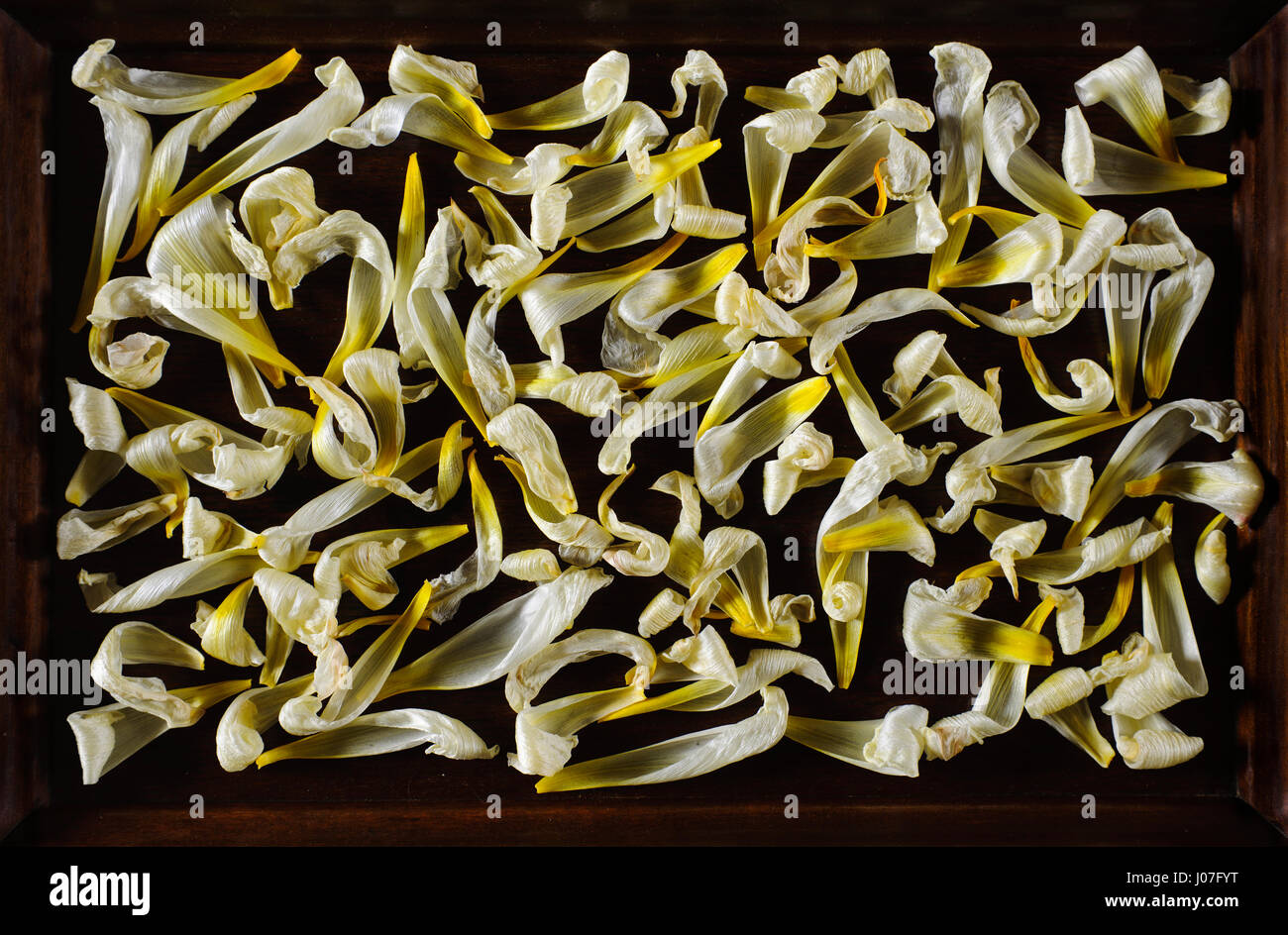 Bianco e petali gialli da Tulip Purissima essiccamento al buio su un vassoio in legno Foto Stock