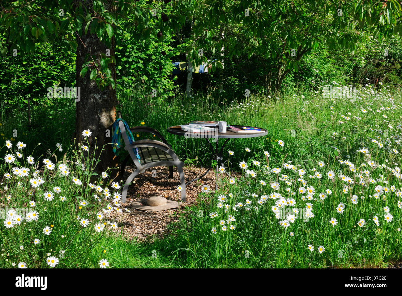 Panca e tavolo all'ombra di un albero ciliegio circondato da un prato fiorito in un caldo pomeriggio di sole. Oxeye margherite nel pieno fiore Foto Stock