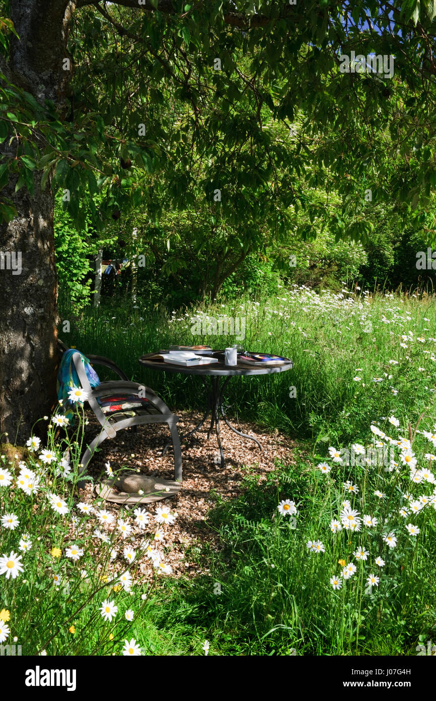 Panca e tavolo all'ombra di un albero ciliegio circondato da un prato fiorito in un caldo pomeriggio di sole. Oxeye margherite nel pieno fiore Foto Stock