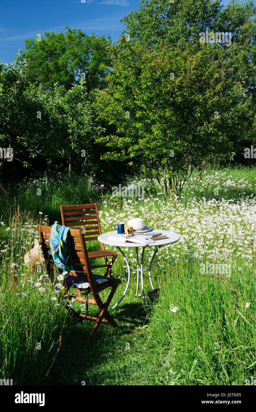Due sedie e un tavolo con libri, tazze e cappello da sole in un prato di fiori selvaggi in un caldo pomeriggio di sole. Oxe occhio margherite Foto Stock