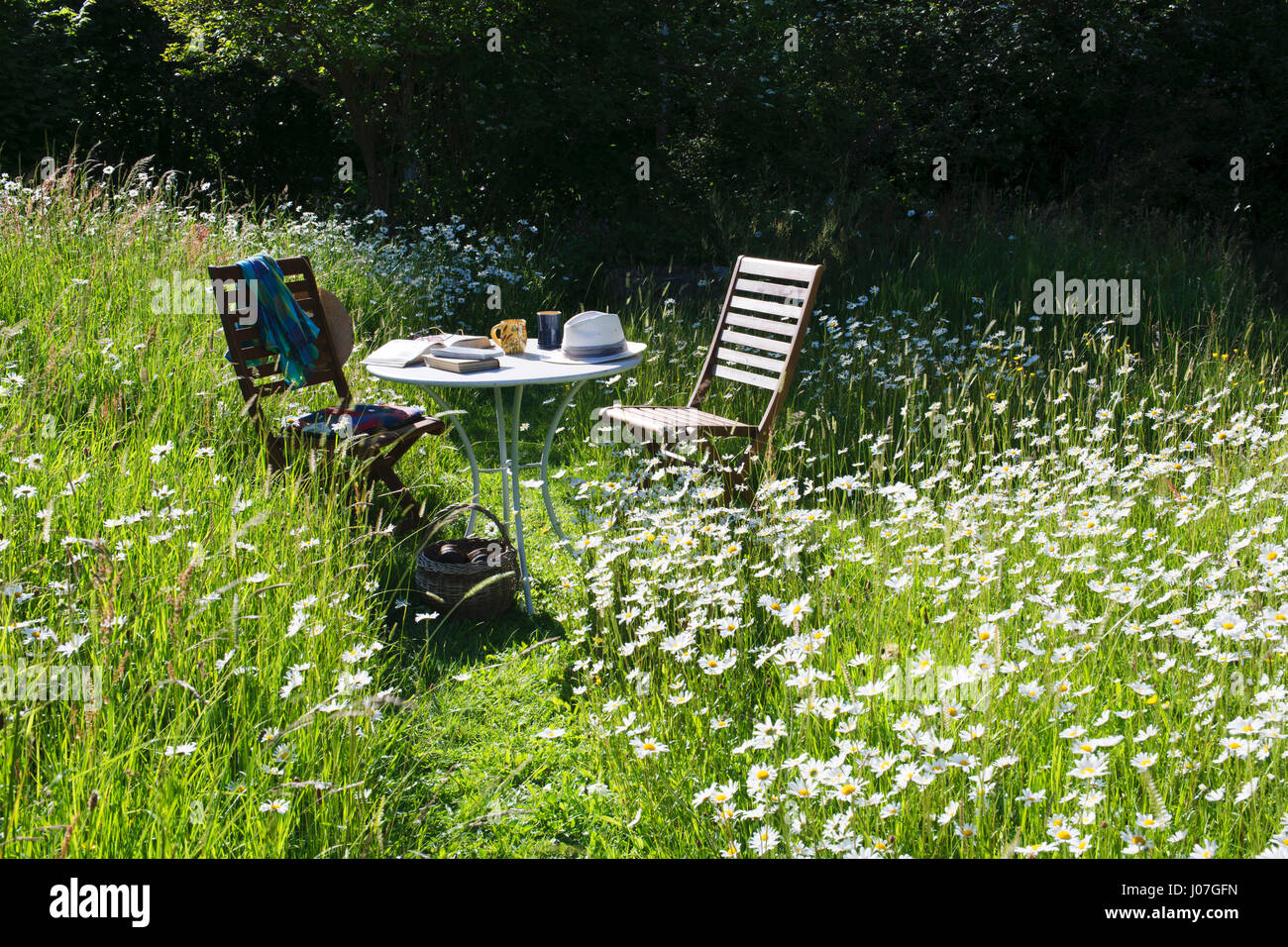 Due sedie e un tavolo con libri, tazze e cappello da sole in un prato di fiori selvaggi su un caldo sole nel pomeriggio di mezza estate. Oxeye margherite nel pieno fiore Foto Stock