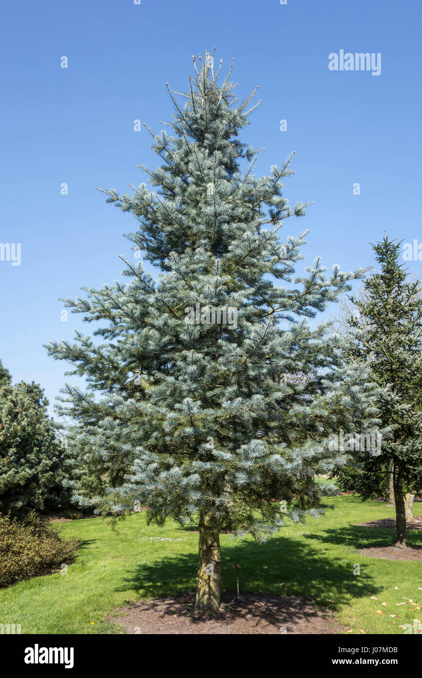 Mantello blu bianco colorado-fir / concolor fir (Abies concolor), semi-penduli selezione di abete bianco nativo di western America del Nord Foto Stock