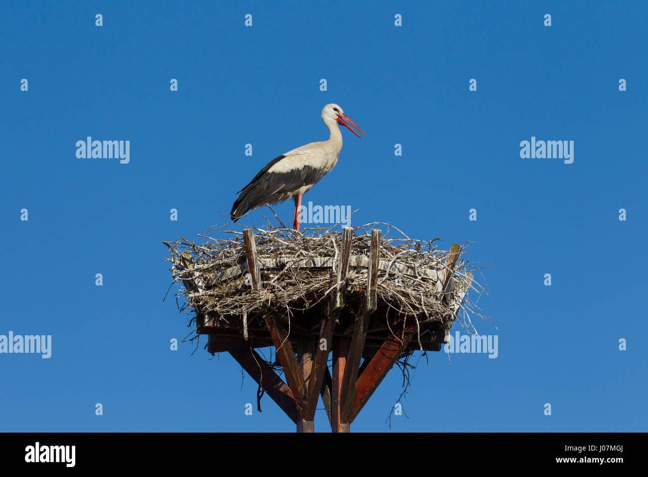 Solitaria cicogna bianca (Ciconia ciconia) su man-made nido in legno piattaforma artificiale per nesting Foto Stock