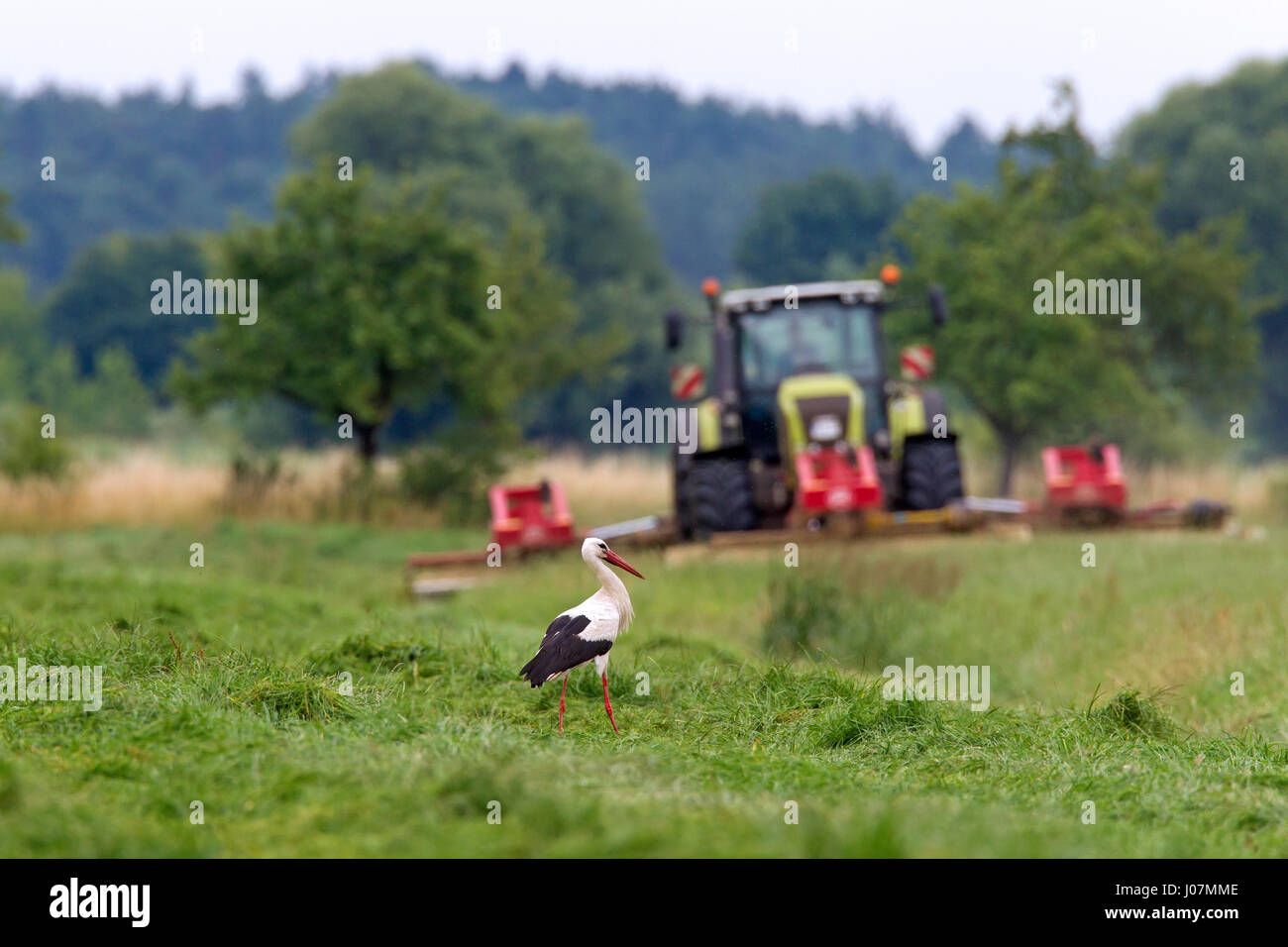 Cicogna bianca (Ciconia ciconia) nella prateria insetti di caccia in erba appena tagliata dal trattore con tosaerba Foto Stock