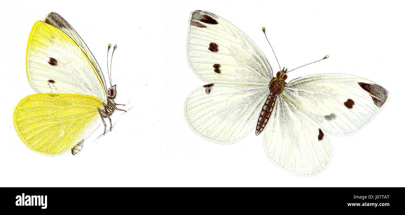 La Pieris rapae, nota come piccola farfalla bianca, è una specie comune che si trova in Europa e in Asia. Questa farfalla è riconosciuta dalle sue ali bianche con punte nere, comunemente viste nei giardini e nei campi. Fa parte della famiglia Pieridae e spesso associato alla pianta del cavolo, la sua principale fonte di cibo durante la fase larvale. Foto Stock