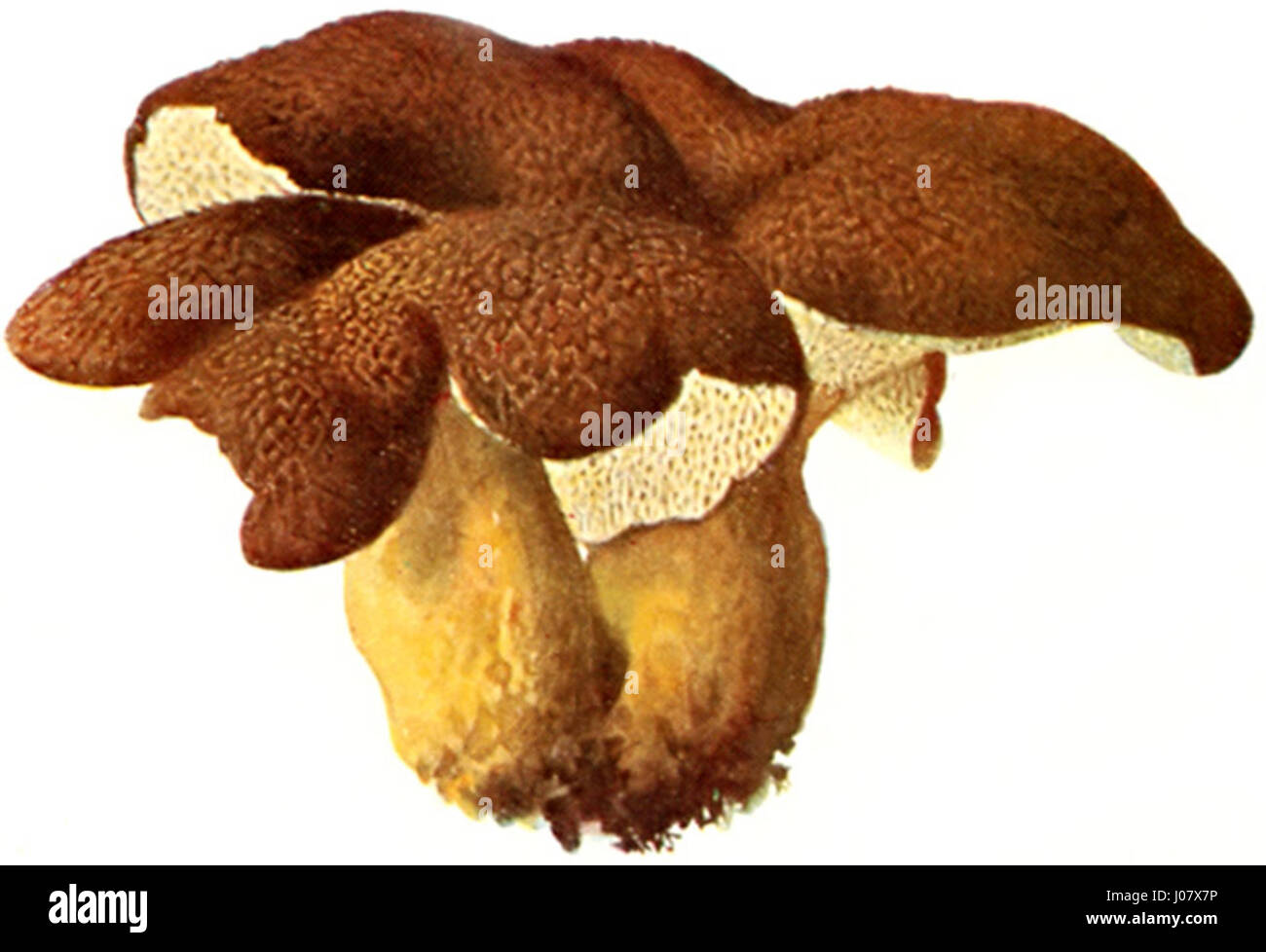 "Ziegenfugporling-13" è un'opera d'arte digitale del 2013 dell'artista tedesco Bernd Ziegenfuss, numero di catalogo 13, che presenta forme astratte e colori vivaci, che esemplificano l'esplorazione dei media digitali da parte dell'artista. Foto Stock