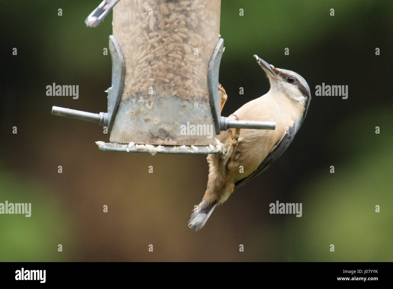Picchio muratore, Sitta europaea, alimentando sui cuori di semi di girasole in bird feeder. March, Regno Unito. Foto Stock