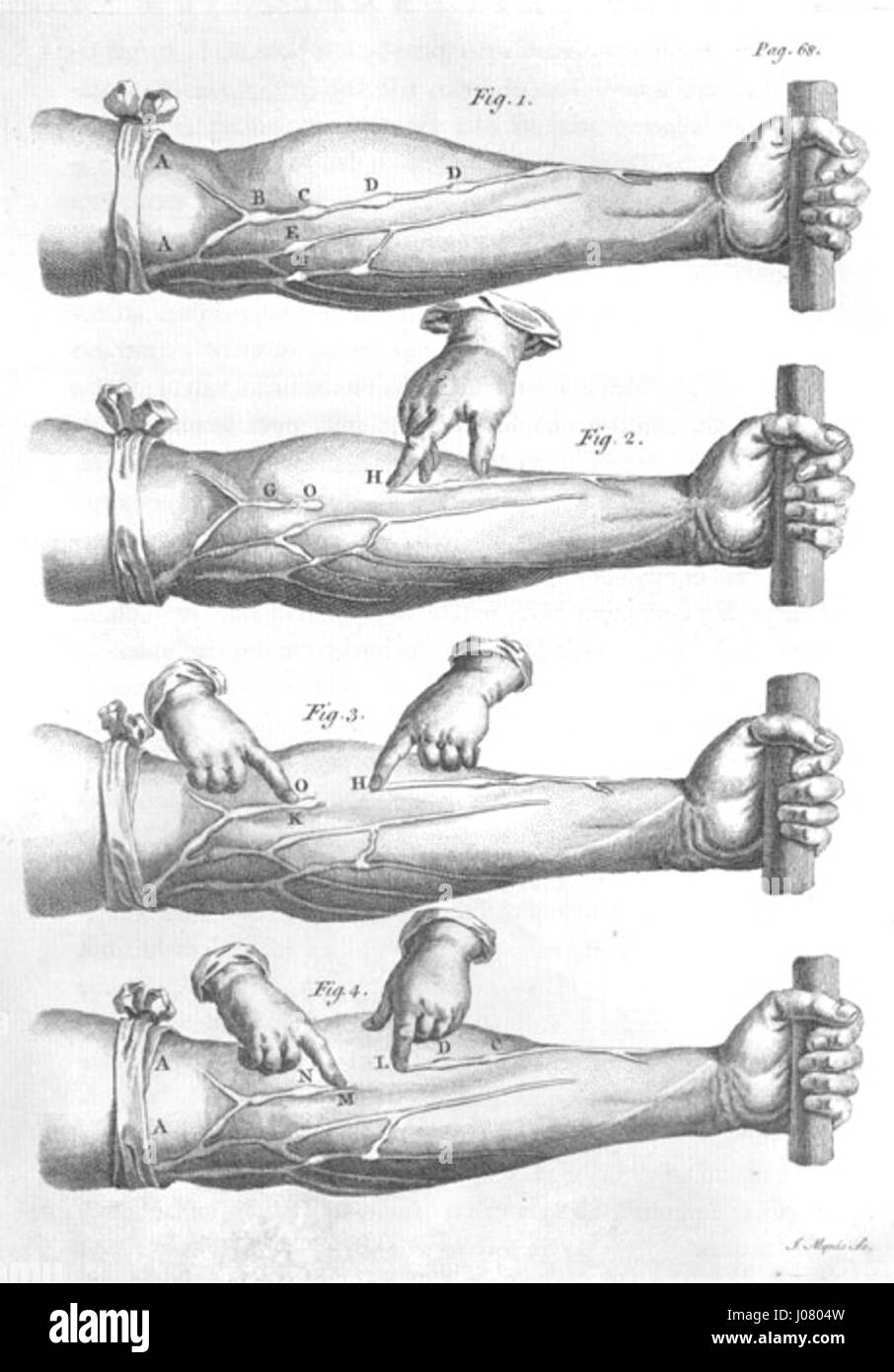 Le vene del braccio Harvey si riferiscono a un concetto anatomico dettagliato descritto da William Harvey, il medico inglese. Il lavoro di Harvey sulla circolazione del sangue include riferimenti alle vene nelle braccia, che sono parte integrante della comprensione del sistema circolatorio umano. Foto Stock