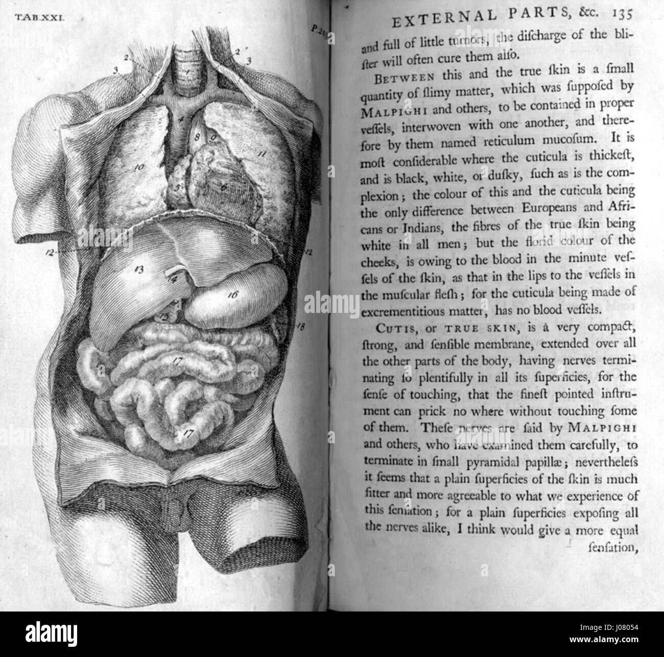 Un'illustrazione degli organi interni tratta da "The Anatomy of the Human Body" di William Cheselden, un libro di testo medico pubblicato a Londra nel 1741 da W. Bowyer, creato da McLeod nel 2008. Foto Stock