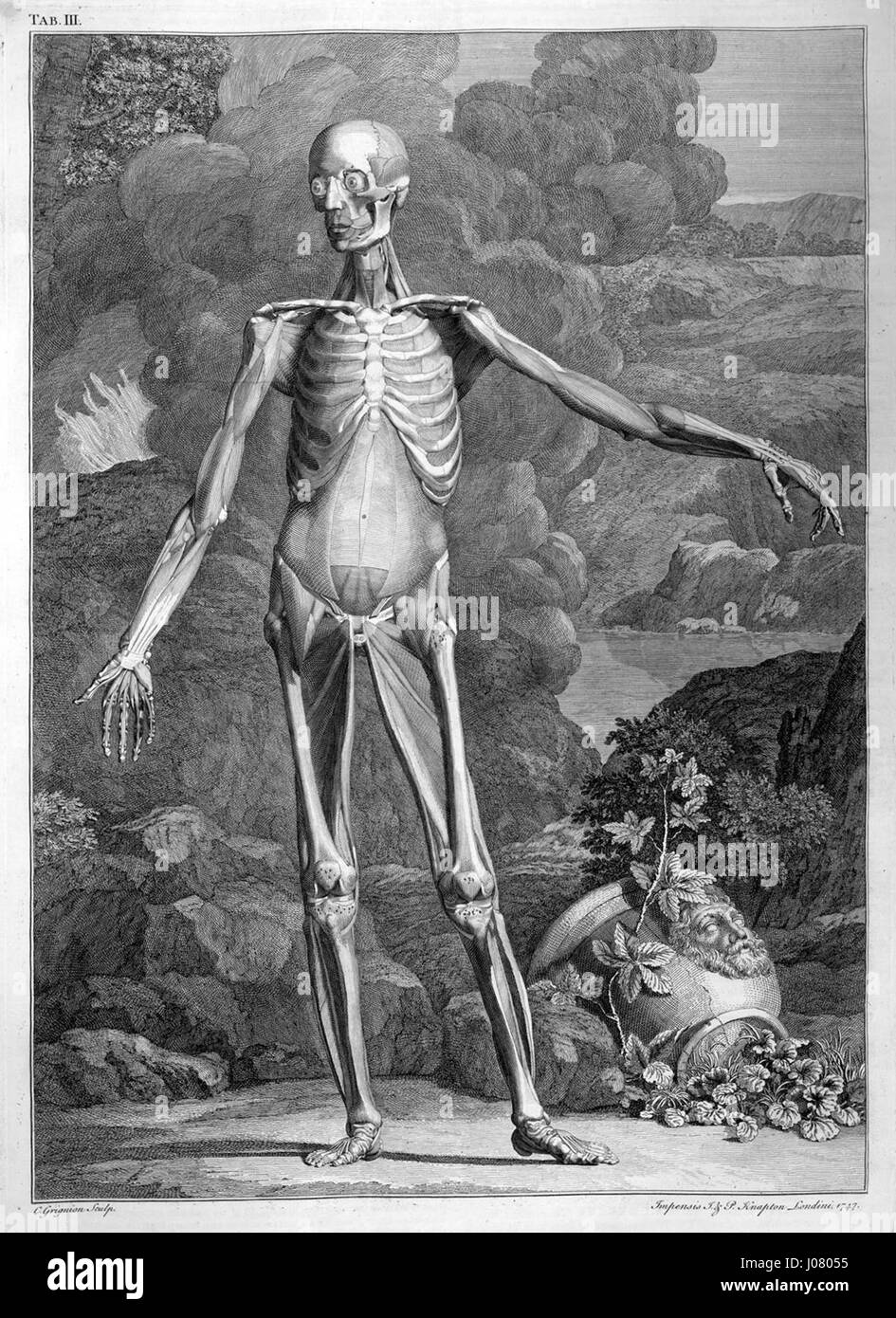 L'opera "scheletro di Albinus con muscoli" presenta un'illustrazione anatomica dettagliata di Bernhard Albinus, che mostra la struttura scheletrica umana accanto al sistema muscolare. Il lavoro dettagliato di Albino fu cruciale per far progredire la comprensione dell'anatomia umana nel XVIII secolo. Foto Stock