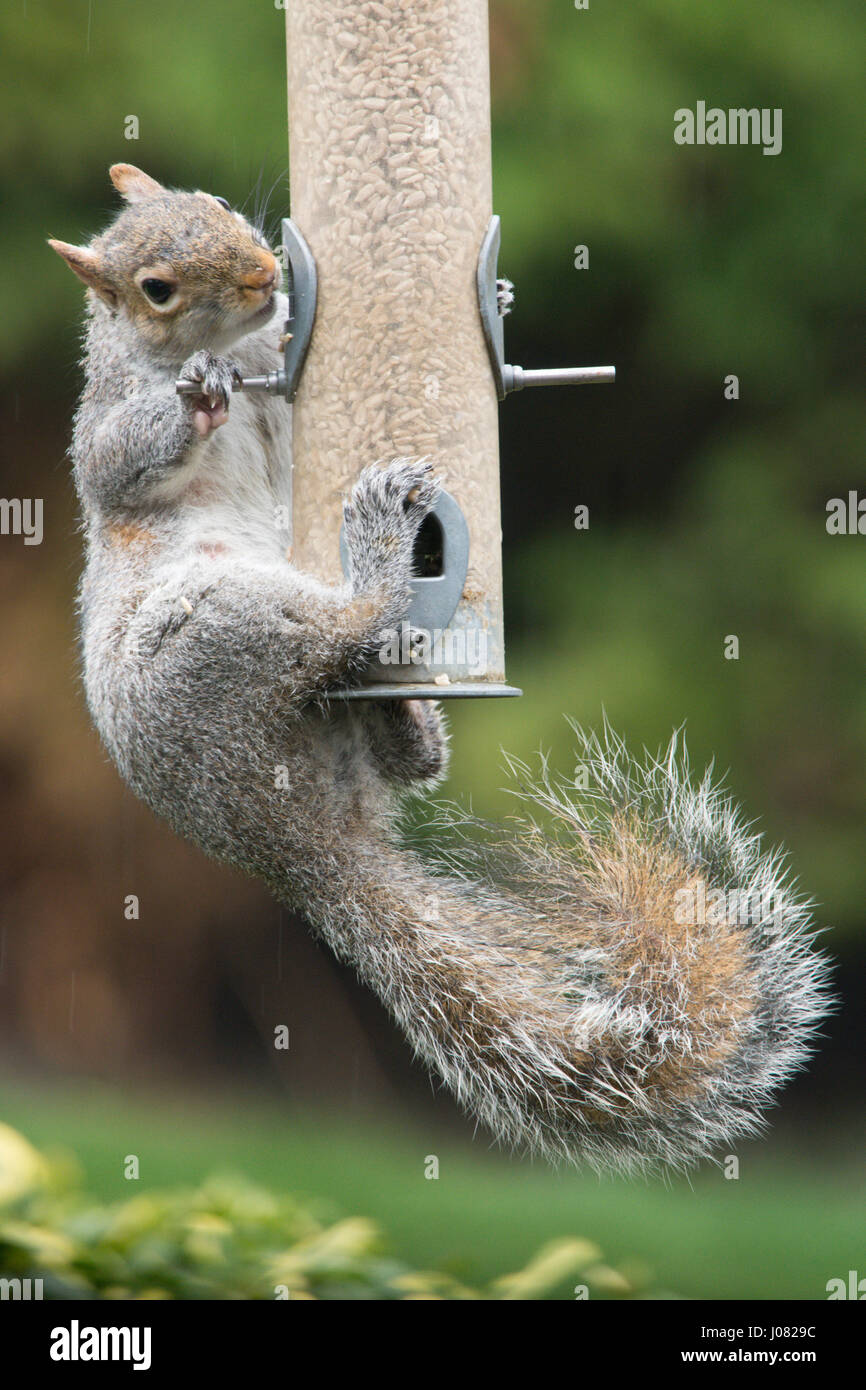 Scoiattolo grigio, Sciurus carolinensis, rubando il cuore di girasole alimenti per uccelli dall'alimentatore, Marzo. Regno Unito Foto Stock