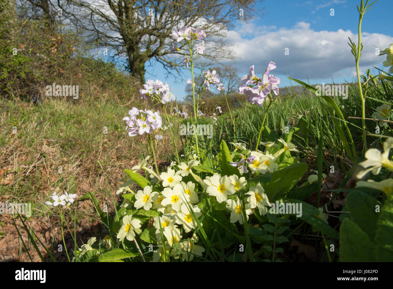 Il cuculo fiore, Lady's-smock, cardamine pratensis con Primrose, Primula vulgaris, aprile, Sussex, Regno Unito. Siepe. Fiori Selvatici Foto Stock