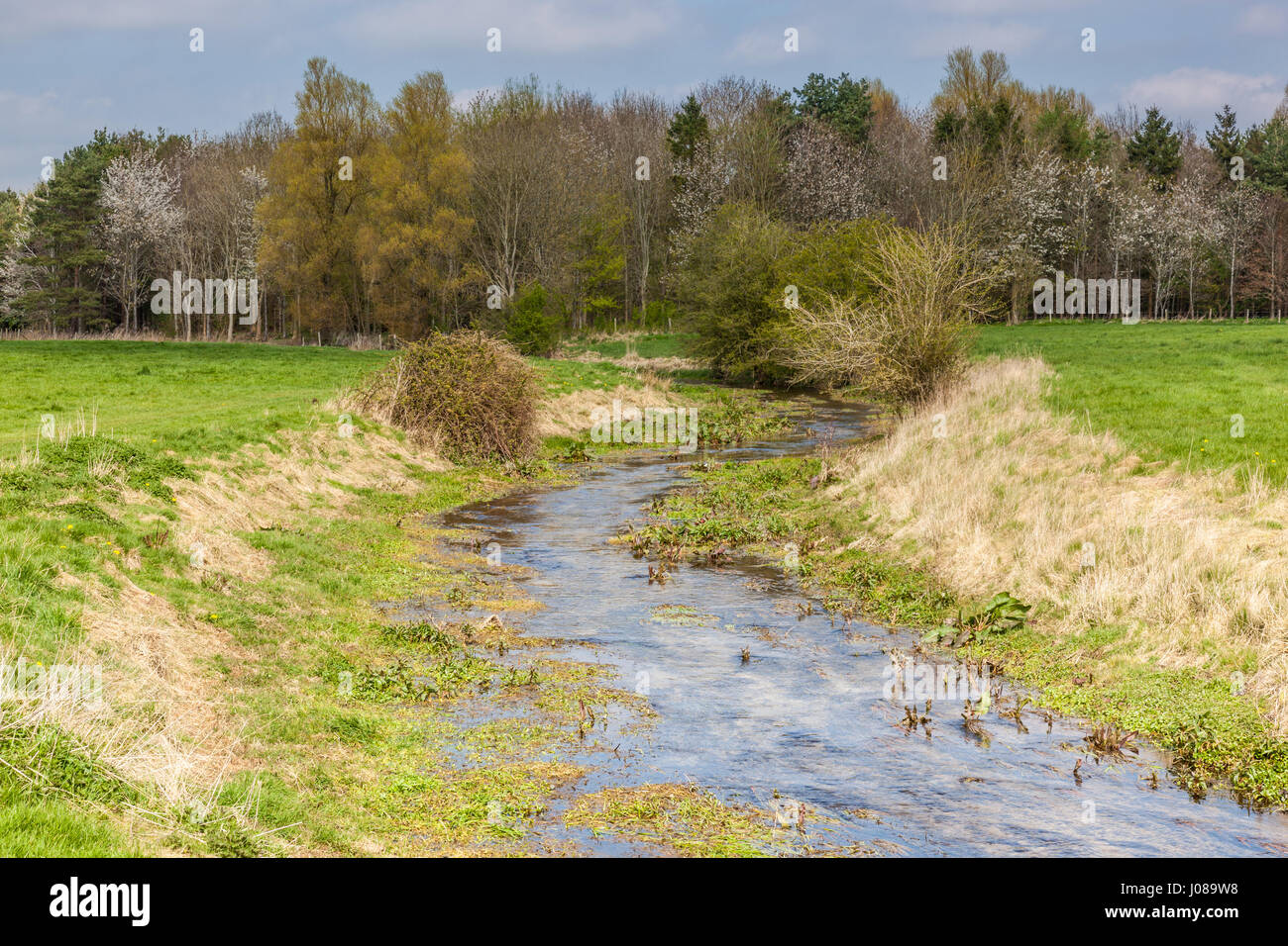 Il neonato Fiume Tamigi, vicino Kemble, Cirencester, Gloucestershire, England, Regno Unito Foto Stock