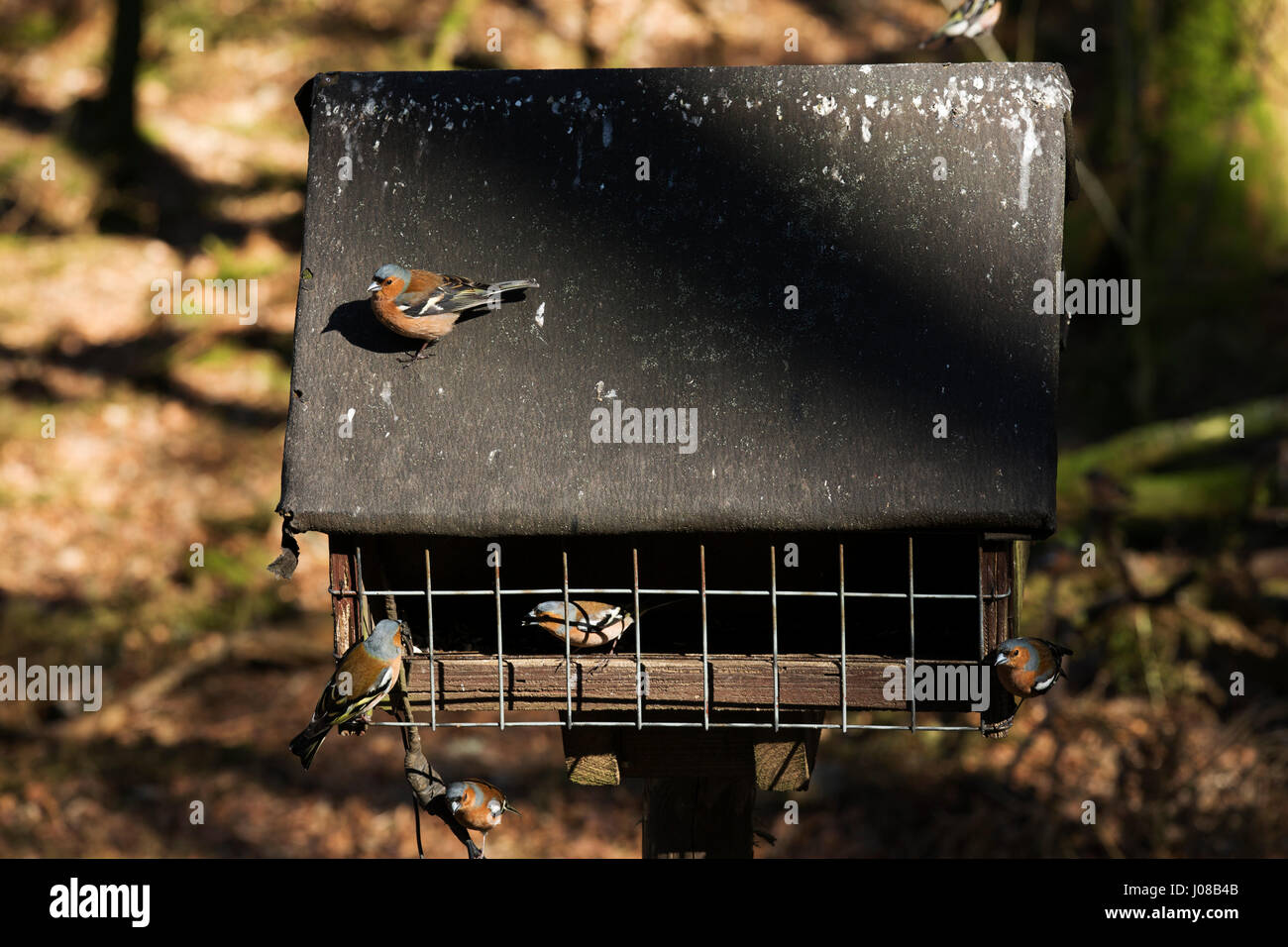 Comune (Fringuelli Fringilla coelebs) alimentazione a un uccello tabella in Kielder Forest Park in Northumberland, Inghilterra. Gli uccelli a prosperare nel bosco a Kie Foto Stock