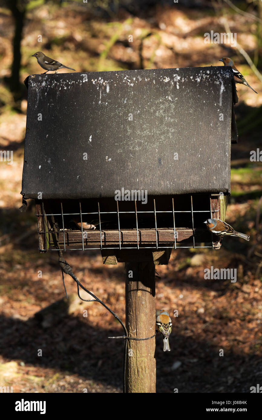 Comune (Fringuelli Fringilla coelebs) alimentazione a un uccello tabella in Kielder Forest Park in Northumberland, Inghilterra. Gli uccelli a prosperare nel bosco a Kie Foto Stock