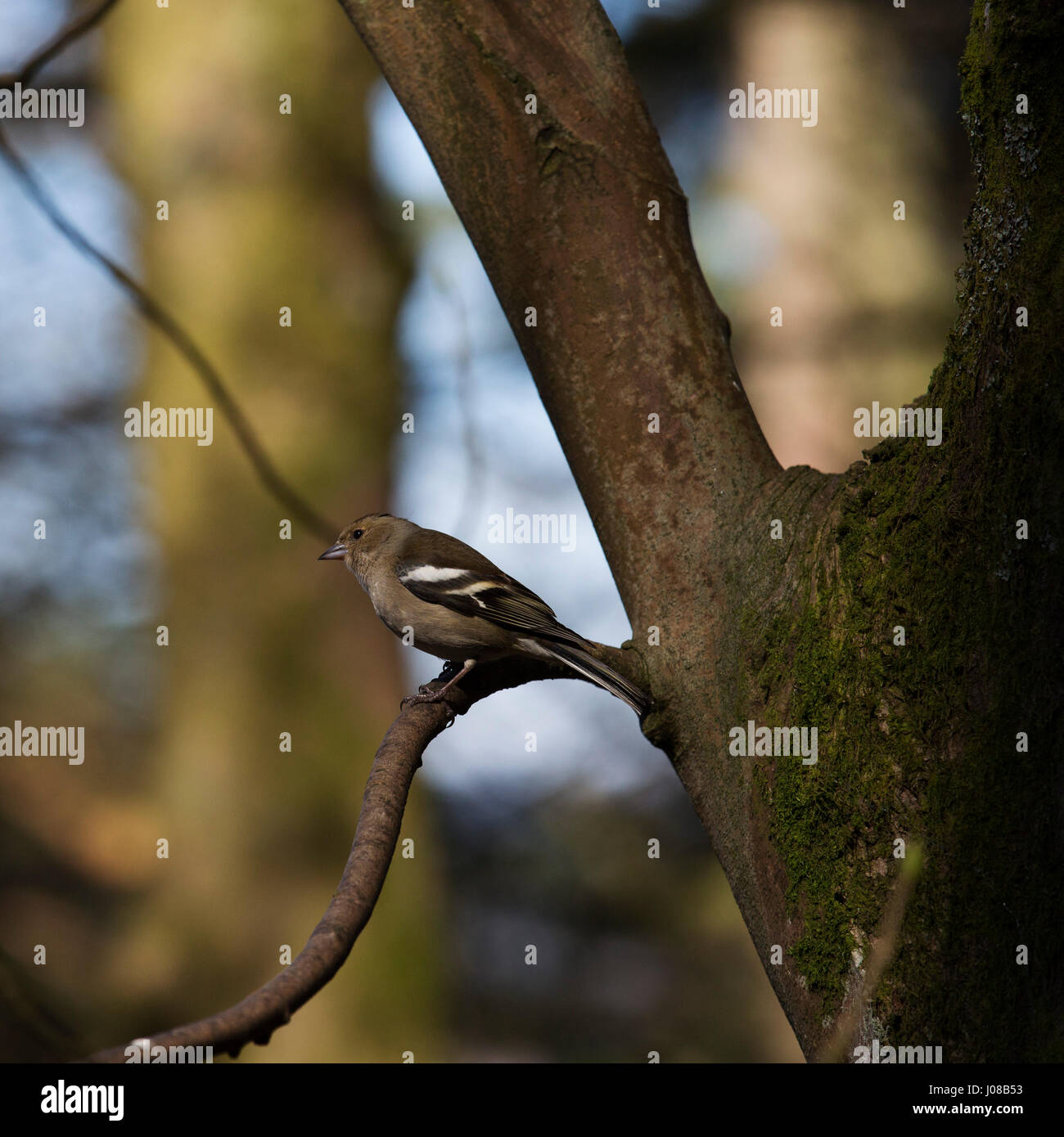 Comune Femmina (fringuello Fringilla coelebs) in Kielder Forest Park in Northumberland, Inghilterra. Gli uccelli a prosperare nel bosco a Kielder. Foto Stock