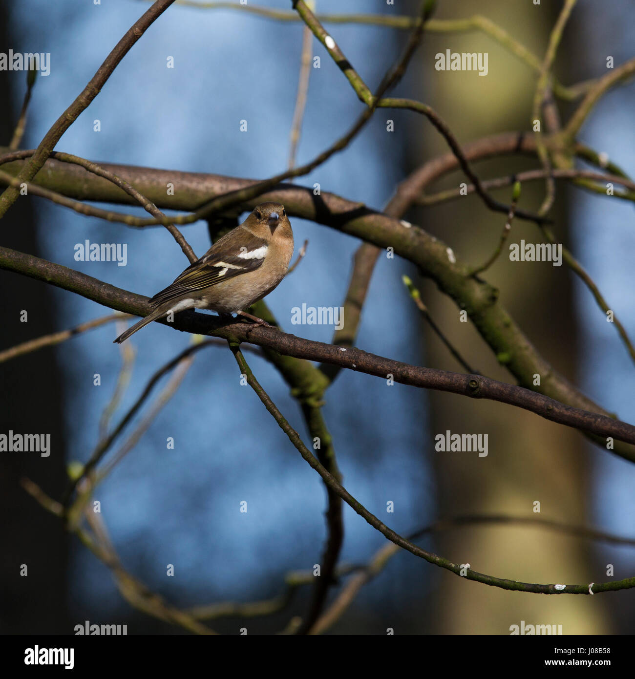 Comune Femmina (fringuello Fringilla coelebs) in Kielder Forest Park in Northumberland, Inghilterra. Gli uccelli a prosperare nel bosco a Kielder. Foto Stock