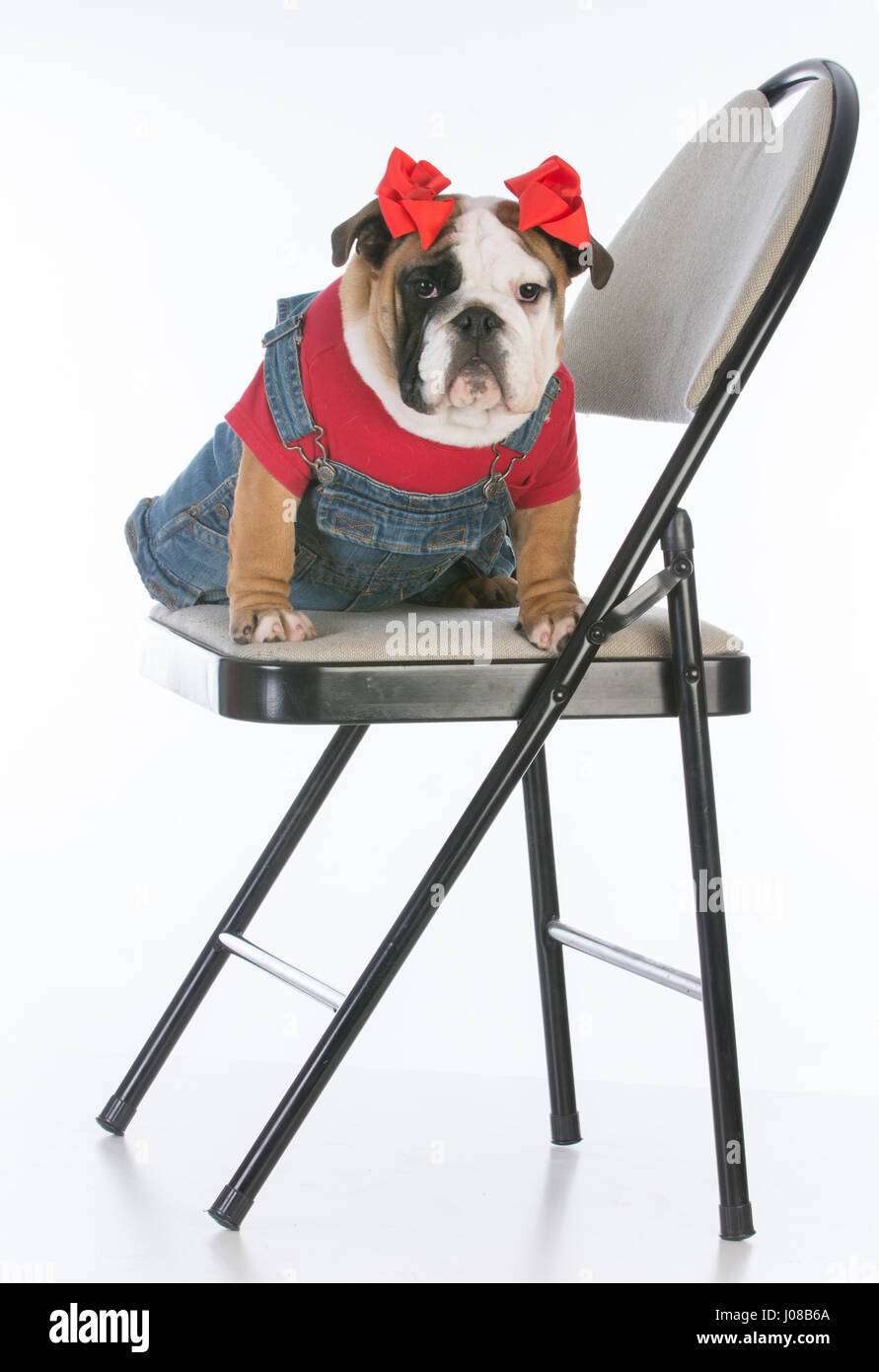 Bulldog cucciolo indossando tute da lavoro seduto su una sedia su sfondo bianco Foto Stock