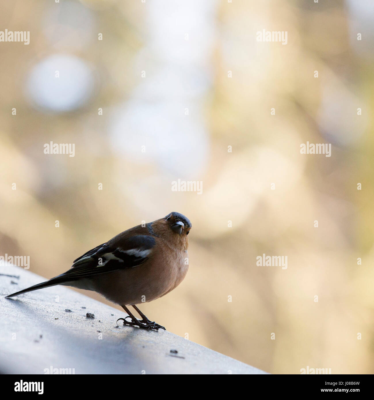 Comune di sesso maschile (fringuello Fringilla coelebs) in Kielder Forest Park in Northumberland, Inghilterra. Gli uccelli a prosperare nel bosco a Kielder. Foto Stock
