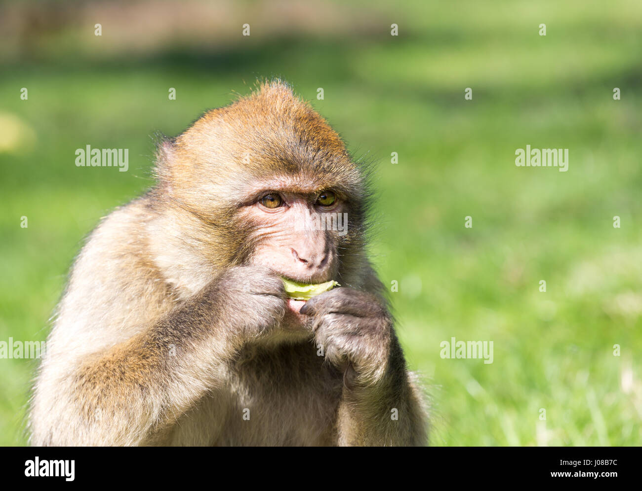 Ritratto di Barbary Macaque alimentare Foto Stock