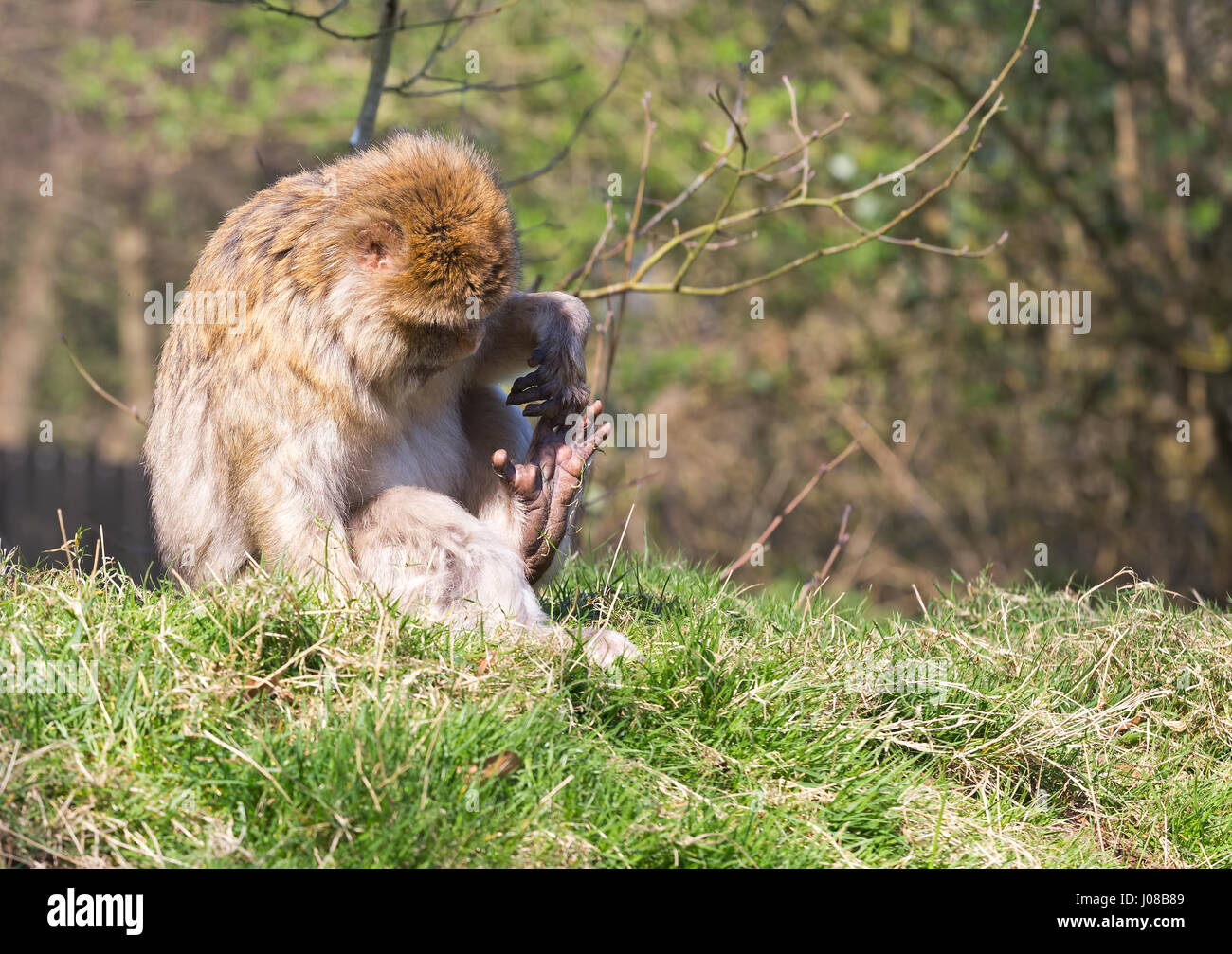 Barbary Macaque sat sull'erba guardando i suoi piedi Foto Stock