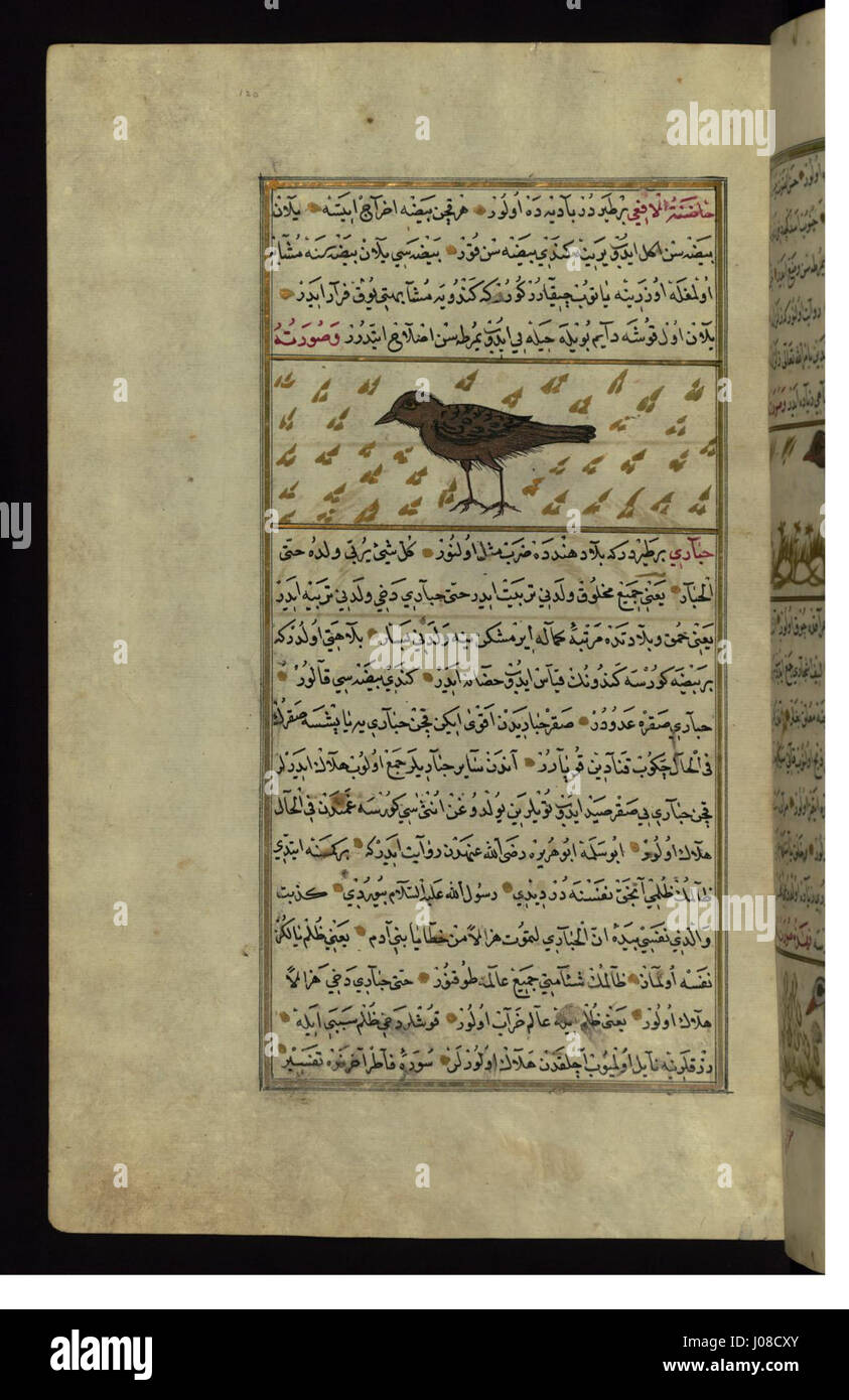 Zakariya ibn Muhammad Qazwini - un uccello chiamato Hadinat al-af"á (Viper dell infermiera secco) - Walters W659120A - Pagina completa Foto Stock