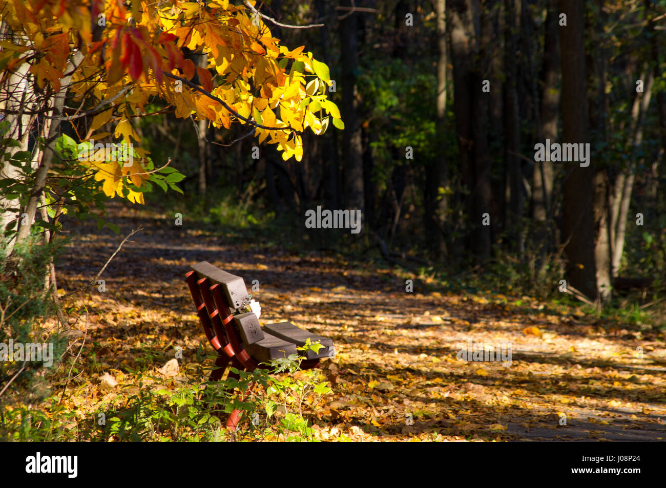 Sentiero Natura con seduta al banco con alberi bellissimi colori di tornitura in autunno. Foto Stock