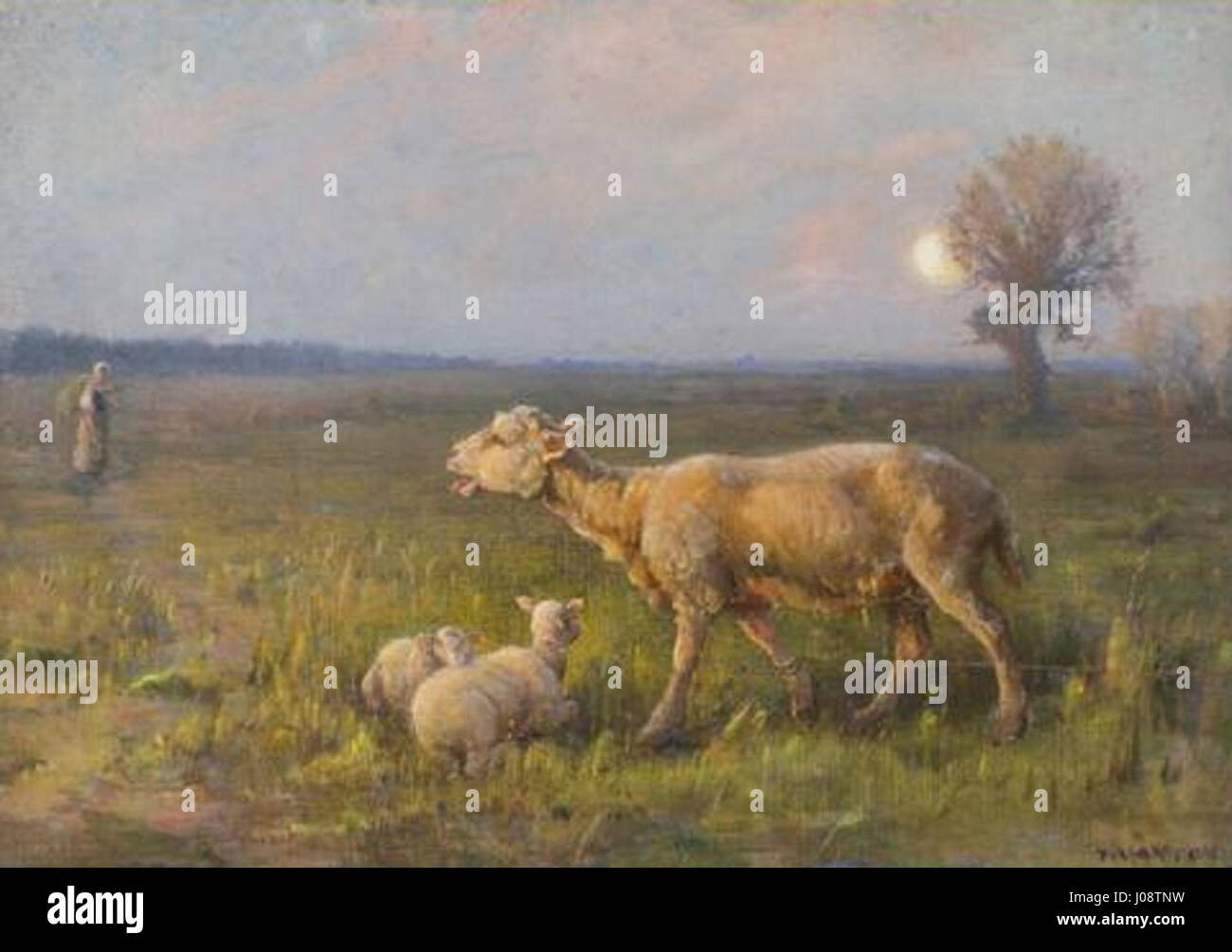 Paul Vayson brebis et ses agnelli à l'aube Foto Stock