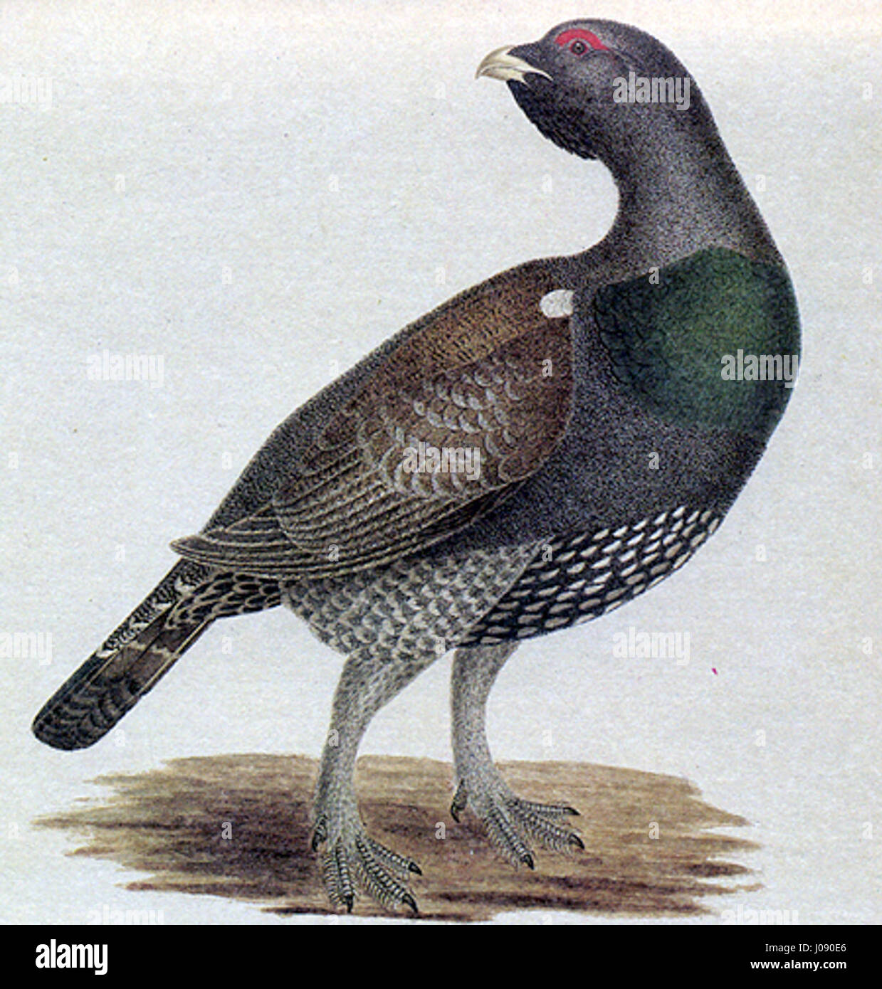 Questo titolo sembra essere codificato in caratteri non latini. Per ulteriori analisi e per una corretta didascalia è necessaria la traduzione. Foto Stock