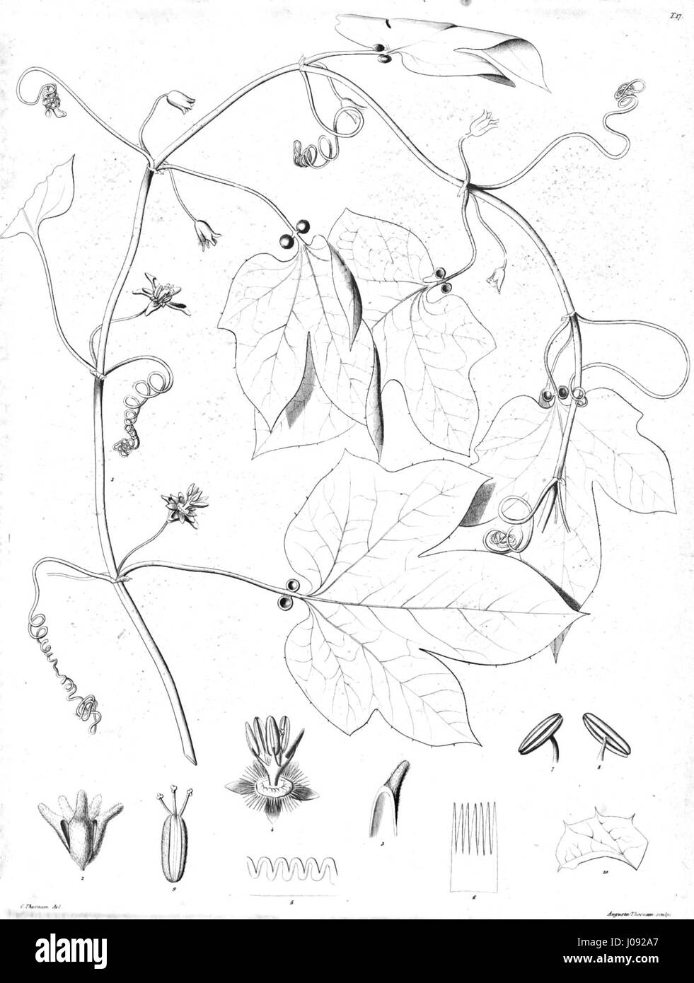 Ceratosepalum micranthum, una specie di orchidea nota per i suoi fiori delicati e l'intricata struttura a petali. Questa pianta rara si trova nelle regioni tropicali ed è molto apprezzata dagli appassionati di orchidee. Foto Stock