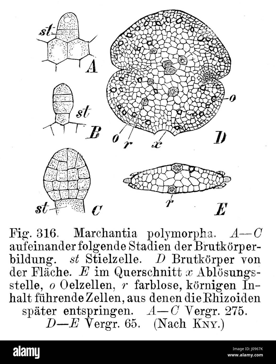 L'illustrazione del 1900 di *Marchantia polymorpha*, una specie di liverwort, di Strasburger è un importante studio botanico. Mostra la struttura della pianta, compresa la sua forma corporea distintiva (Brutkörper), contribuendo alla comprensione della morfologia vegetale e all'evoluzione delle piante non vascolari. Foto Stock