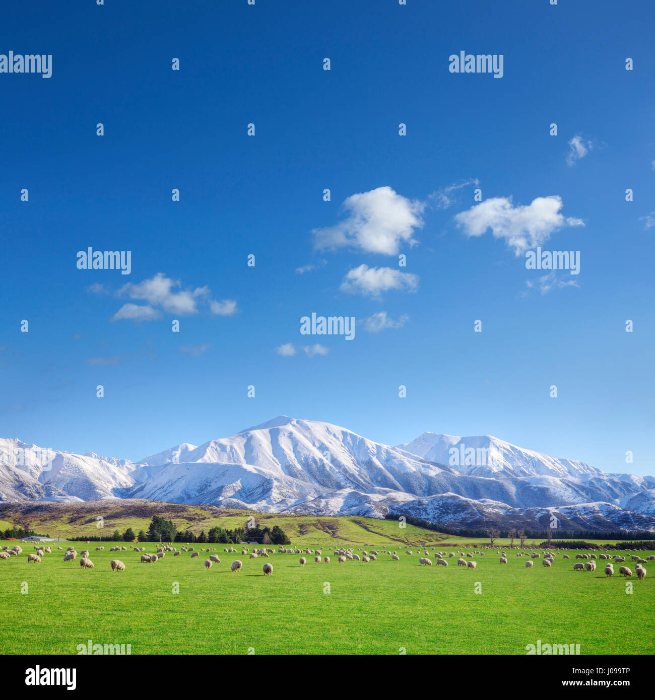 Una nuova zelanda allevamento di pecore, rimboccati sotto le bellissime Alpi del Sud, su un luminoso giorno d'inverno. Foto Stock