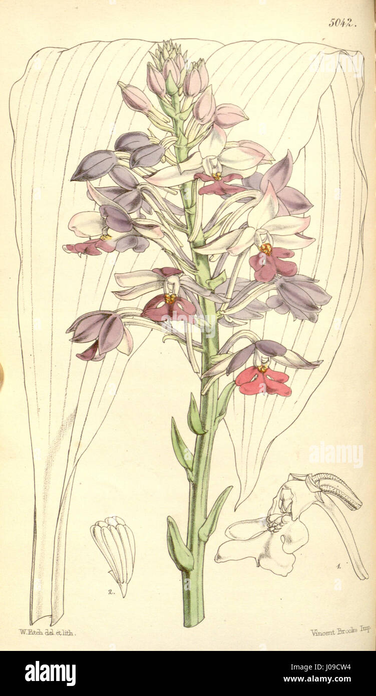 L'illustrazione botanica "Calanthe ž dominii" della rivista botanica Curtis illustra le caratteristiche uniche di questa rara orchidea. Pubblicata nel 1858, l'incisione dettagliata mostra la struttura e la bellezza del fiore. Foto Stock