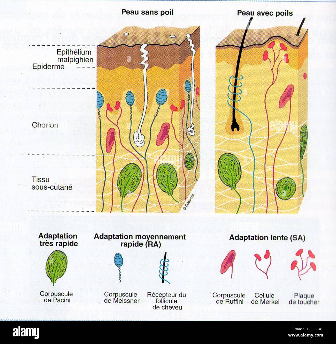 Questa illustrazione scientifica "structure et siège des mécanorécepteurs tégumentaires de l'homme" descrive la struttura e la posizione dei meccanorecettori nella pelle umana, attinenti alla lavorazione sensoriale. Foto Stock