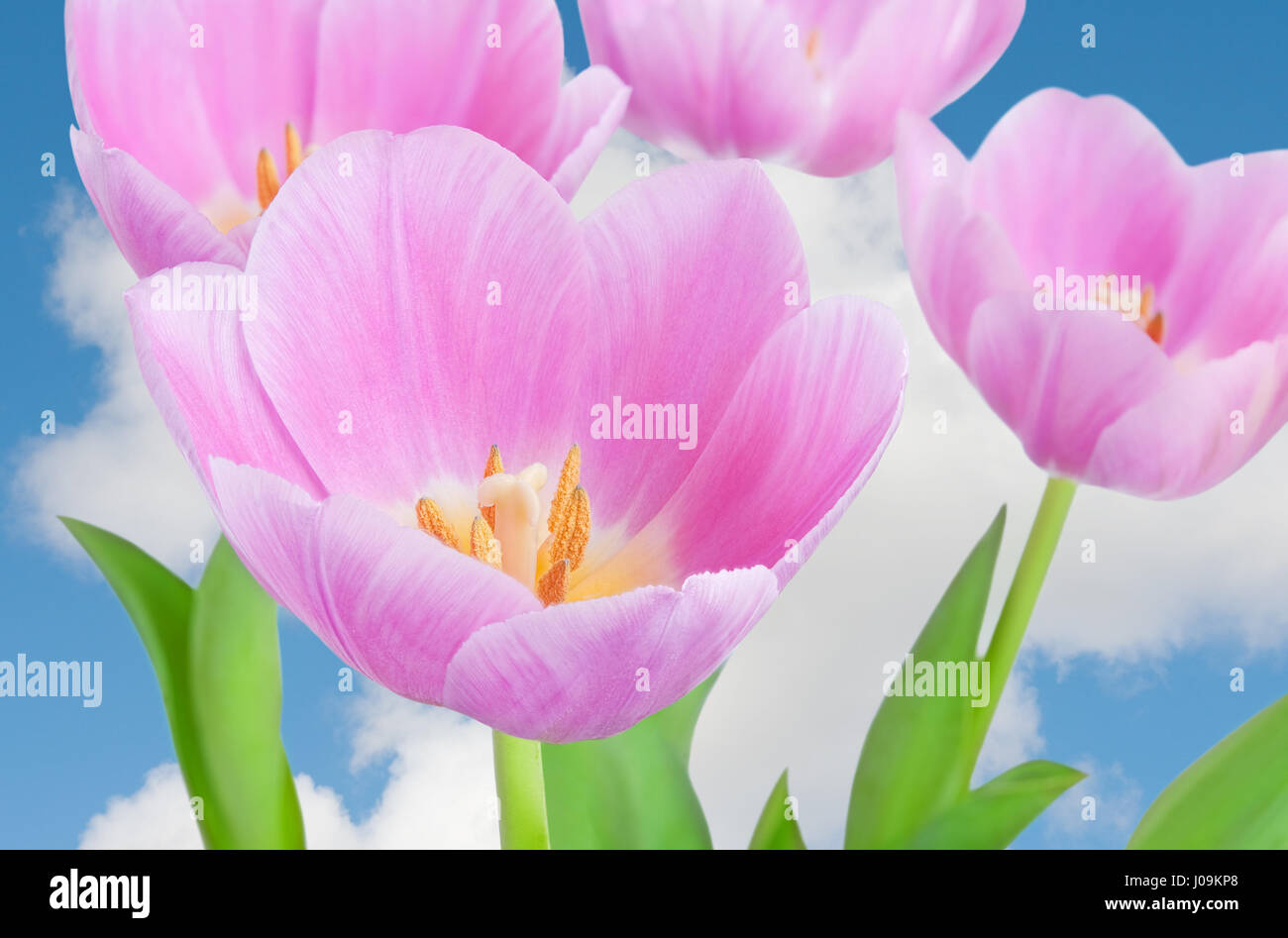 Fioritura di fiori di primavera tulipani sul cielo azzurro sfondo.Shallow focus Foto Stock
