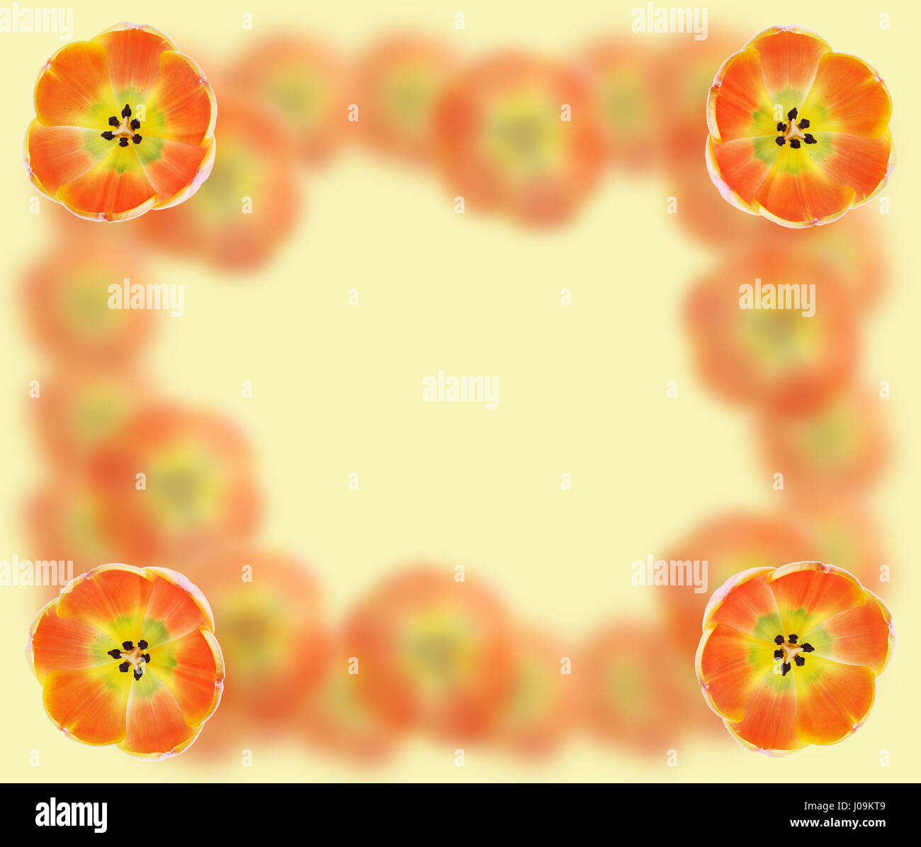 Bella astratta cornice arancione collage sfondo con i tulipani macro Foto Stock