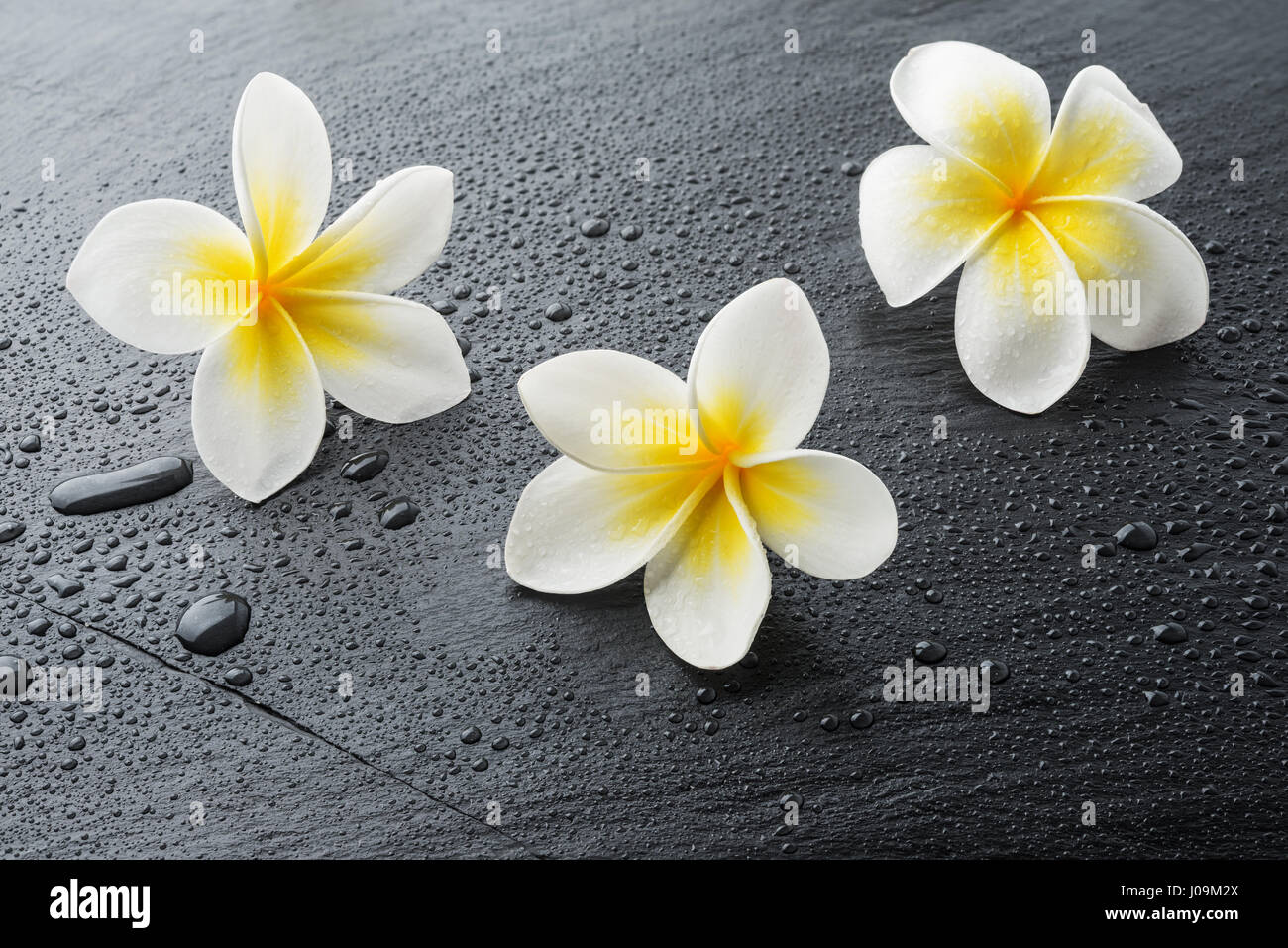 Tre Frangipani plumeria Spa fiori sul bagnato pietra nera piastra di ardesia con gocce d'acqua Foto Stock