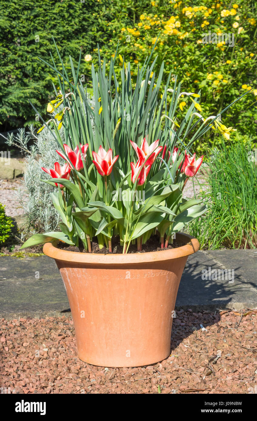 Pinocchio tulipani e Pipit narcisi in un vaso da giardino Foto Stock