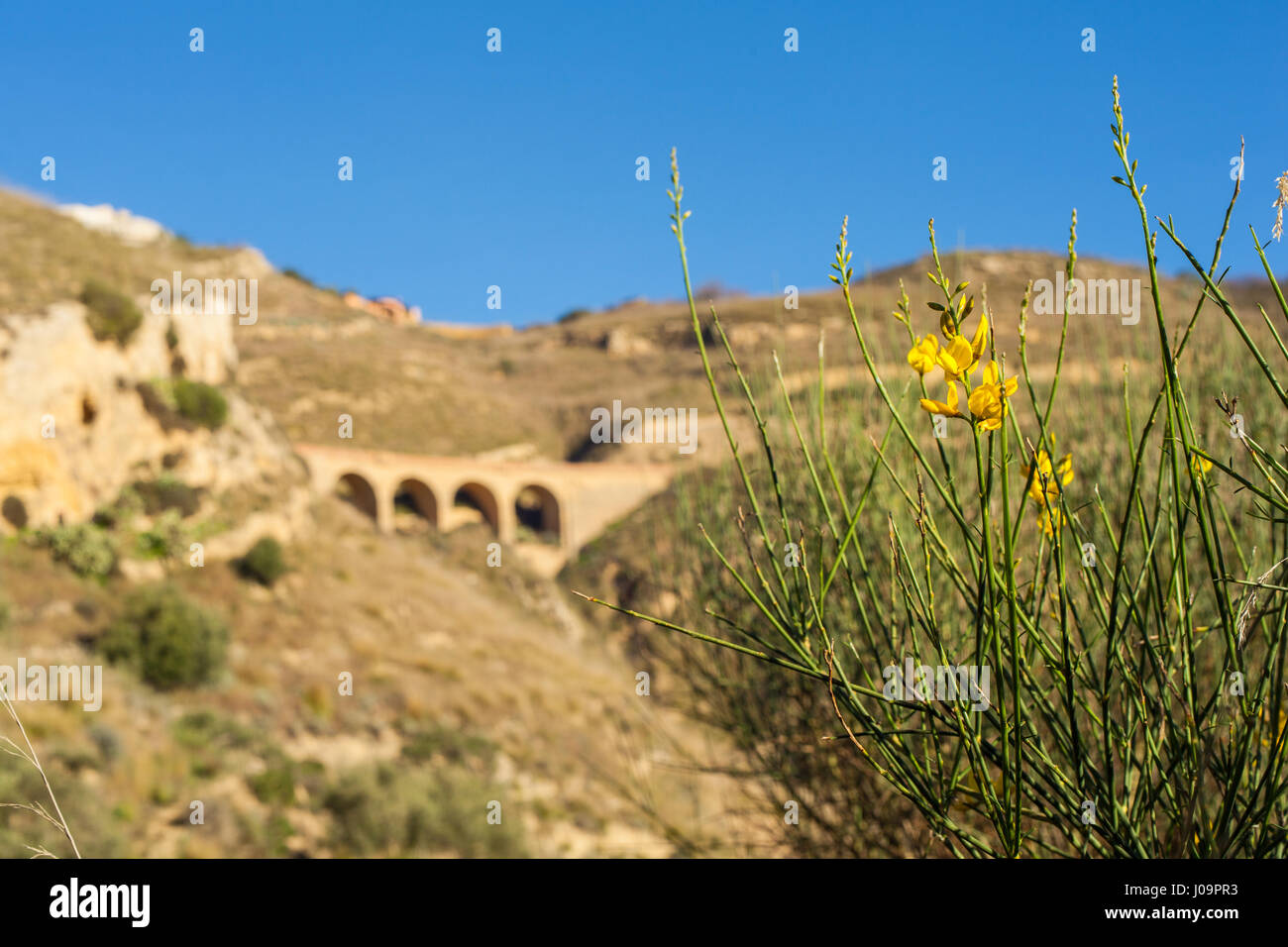 Vista della ginestra nella campagna siciliana Foto Stock