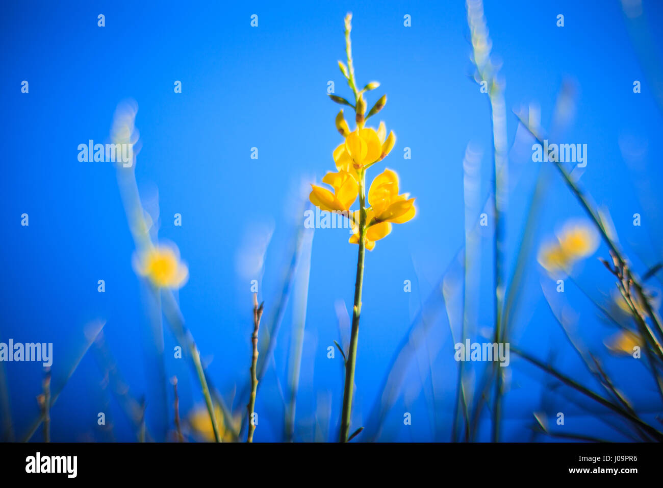 Vista della ginestra in fiore la campagna siciliana Foto Stock