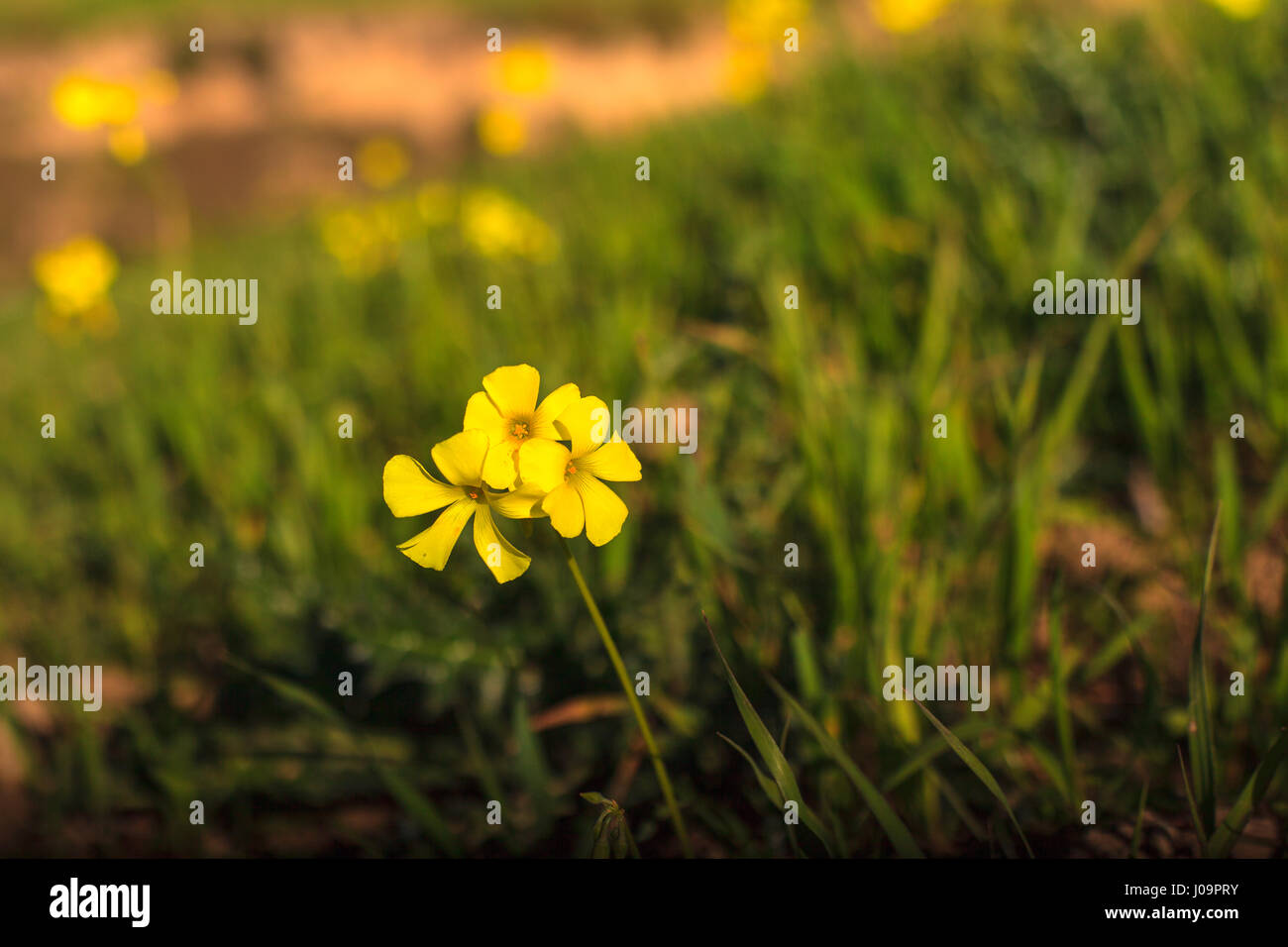 Chiudere giallo di legno sorrel nella campagna siciliana Foto Stock