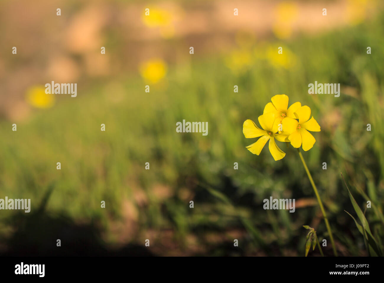 Chiudere giallo di legno sorrel nella campagna siciliana Foto Stock