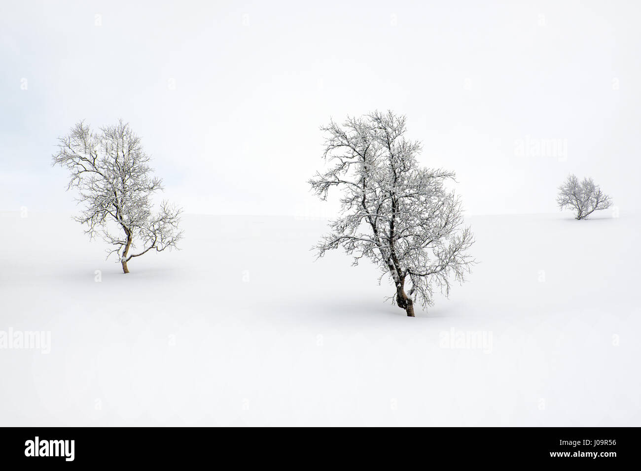 Alberi in un monocromatico, paesaggio invernale nel nord della Norvegia Foto Stock